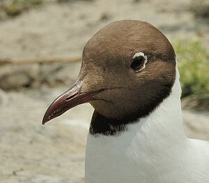 Black-headed Gull 
&copy; Georges Olioso