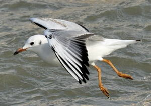 Black-headed Gull 
&copy; Georges Olioso