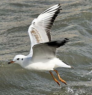 Black-headed Gull 
&copy; Georges Olioso