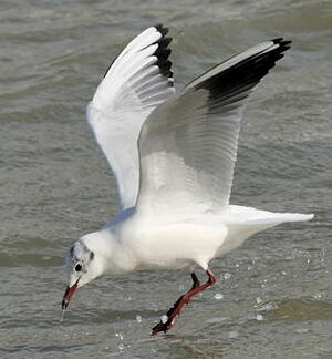Black-headed Gull 
&copy; Georges Olioso