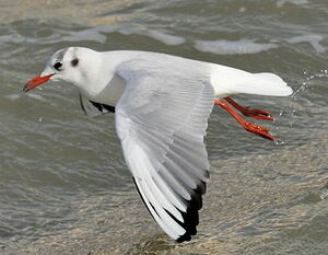 Black-headed Gull 
&copy; Georges Olioso
