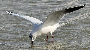 Black-headed Gull 
&copy; Georges Olioso