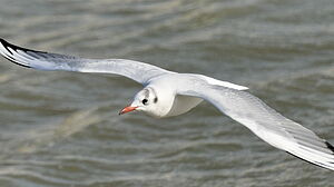 Black-headed Gull 
&copy; Georges Olioso
