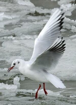 Black-headed Gull 
&copy; Georges Olioso