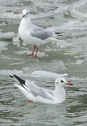 Black-headed Gull 
&copy; Georges Olioso