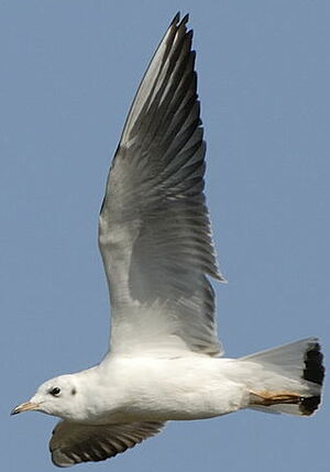Black-headed Gull 
&copy; Georges Olioso