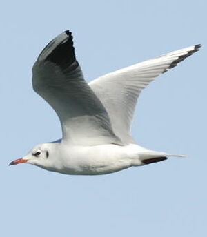 Black-headed Gull 
&copy; Georges Olioso