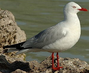 Mouette scopuline