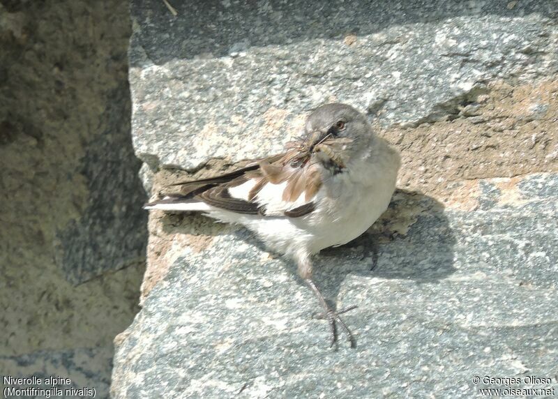 White-winged Snowfinch female adult, identification, Reproduction-nesting