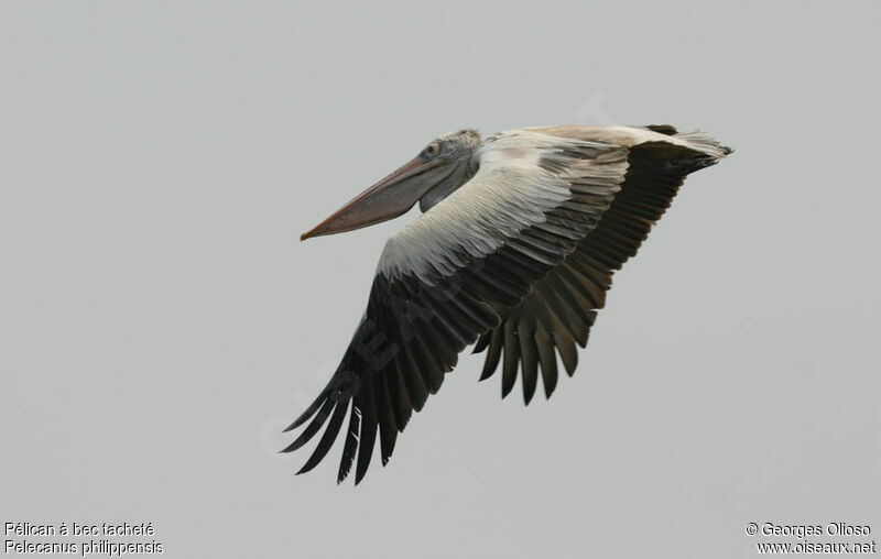 Spot-billed Pelicanadult, Flight
