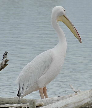 Great White Pelican 
&copy; Georges Olioso