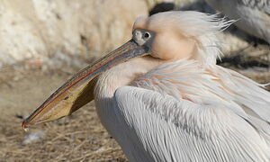 Great White Pelican 
&copy; Georges Olioso