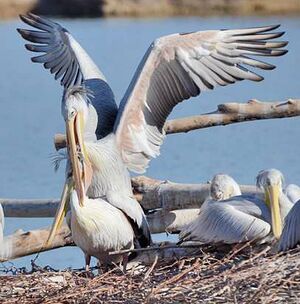 Pink-backed Pelican