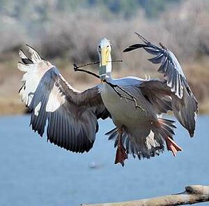 Pink-backed Pelican