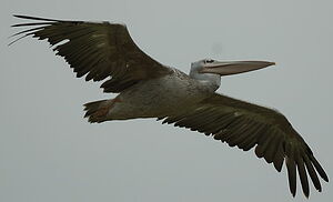Pink-backed Pelican