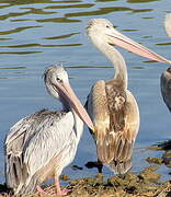 Pink-backed Pelican
