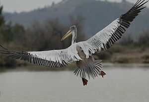 Pink-backed Pelican