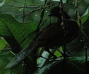 Black Guan
