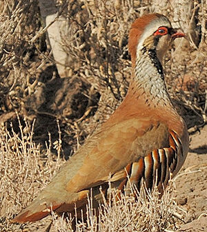 Red-legged Partridge