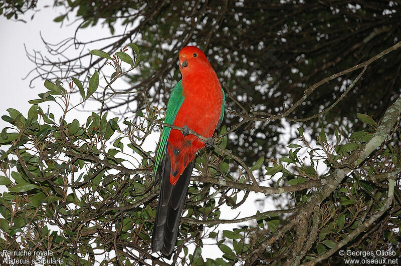 Australian King Parrot male adult breeding