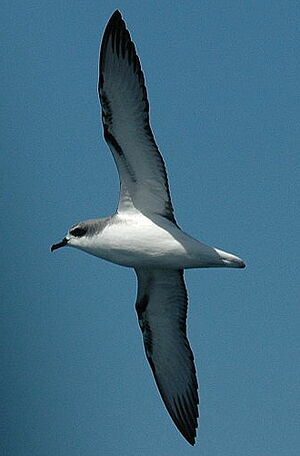Cook's Petrel