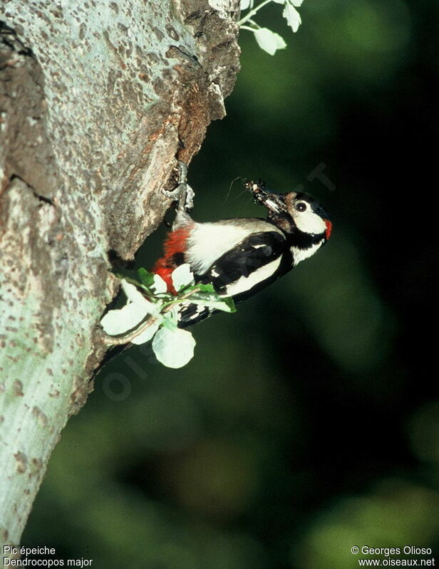 Great Spotted Woodpecker male adult breeding