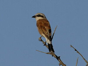 Red-backed Shrike 
&copy; Georges Olioso