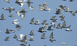 Rock Dove