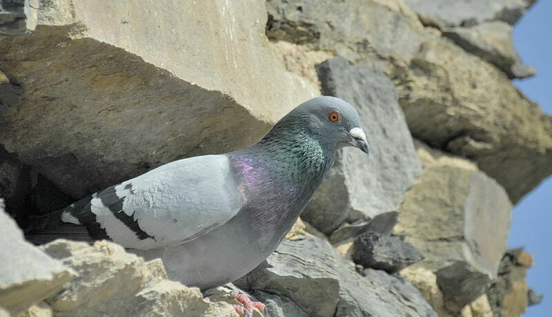 Pigeon bisetadulte nuptial, identification, Nidification