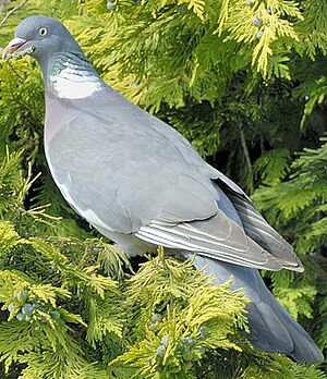 Common Wood Pigeon