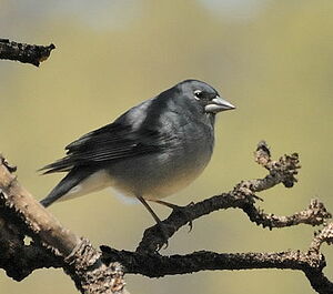Blue Chaffinch