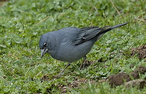 Blue Chaffinch