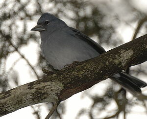 Blue Chaffinch