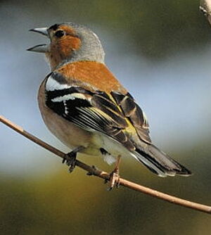 Common Chaffinch