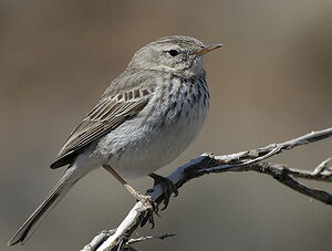 Pipit de Berthelot