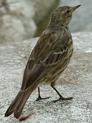 Eurasian Rock Pipit 
&copy; Georges Olioso