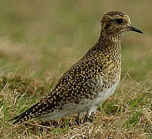 European Golden Plover