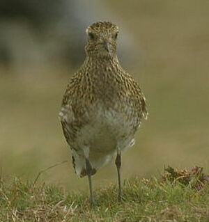 European Golden Plover
