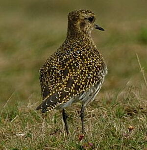 European Golden Plover
