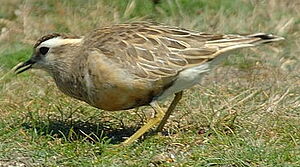 Eurasian Dotterel 
&copy; Georges Olioso