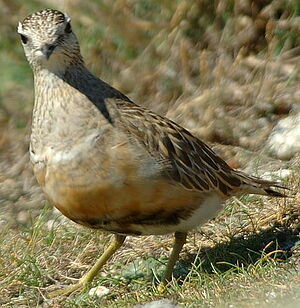 Eurasian Dotterel 
&copy; Georges Olioso