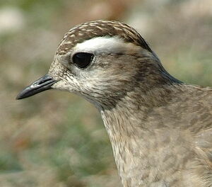 Eurasian Dotterel 
&copy; Georges Olioso