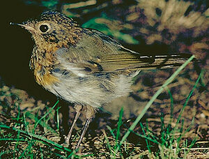 European Robin 
&copy; Georges Olioso