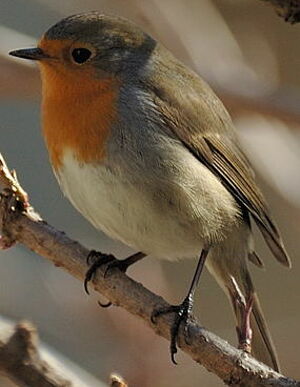 European Robin