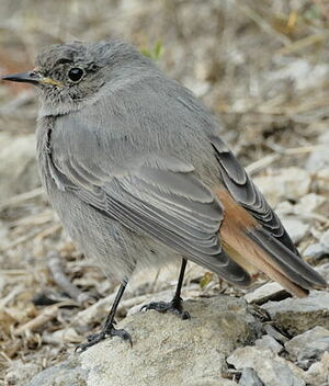 Black Redstart