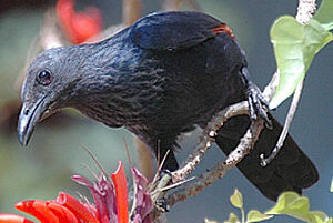 Red-winged Starling