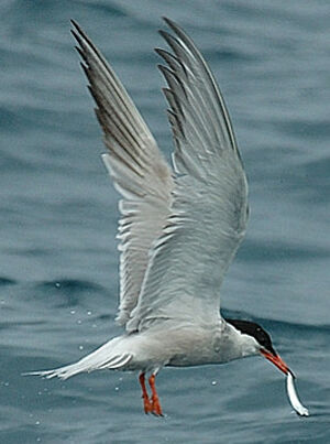 Common Tern 
&copy; Georges Olioso