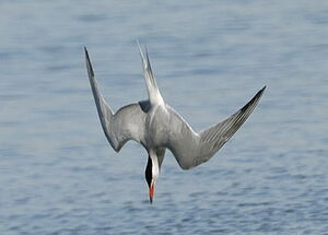 Common Tern 
&copy; Georges Olioso
