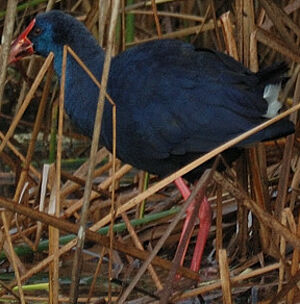 Purple Swamphen