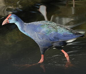 Purple Swamphen
